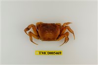 藏品(顯著表方蟹)的圖片